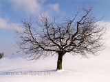 Baum im Winter (05359)