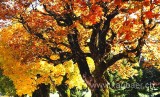 Herbst / Autumn (8376)