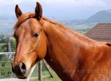 Pferd / Horse (3450)