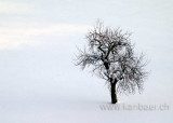 Baum / Tree (05256)
