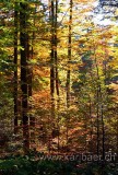  Wald / Forest (7402)