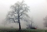 Nebel / Fog (04388)