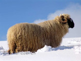 Schaf (02747)