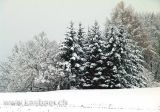 Wald im Winter (04644)