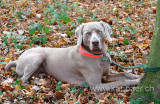 Weimaraner (67382)