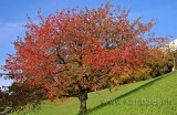 Baum im Herbst (7148)