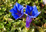 Enzian / Gentian (1805)