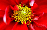 Blume / Flower (4913)