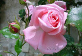 Rose (10052)