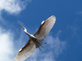 Great Egret     wm_P5043436.jpg