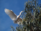 Cattle Egret    wm_P5043462.jpg