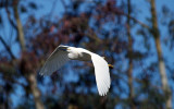 Snowy Egret     wmc_P5043313.jpg