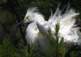 Snowy Egret    wmc_P5043423.jpg