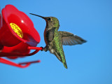 Grandmas Hummers     wm_P8024675.jpg