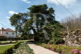 Cedro-do-Buçaco (AIP)