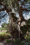 Cedro-do-Buçaco (AIP)