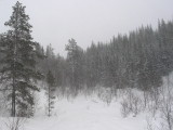 Vinterskog i snvr.jpg