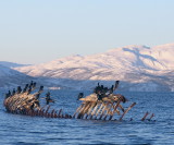 Cormorants ruling the wreck.jpg