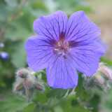 Geranium.jpg