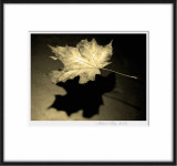 Floating Leaf Monotone