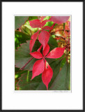 Red Autumn Leaf