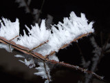 Big Frost, Little Twig