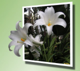 White lilly