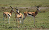 Ngorongoro Crater