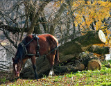 Horse enjoying Autumn