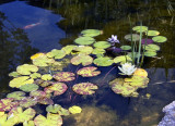 Flower Pond.jpg