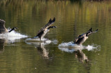 IMGP9399 4 gliding.jpg