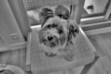 The Dog