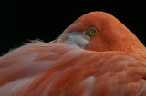 Rode flamingo