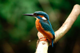 Kingfisher  IV