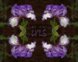 Iris 2