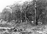 1920 - Mangrove Forest Destruction on Miami Beach
