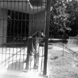 1963 - Minnie at the Crandon Park Zoo