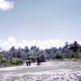 1970 - elephants at the Crandon Park Zoo