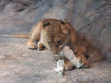 Lioness at the MGM Grand