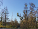 Mistletoe on canal bank