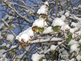 A ICY BRAMBLE HEDGE . 1   844