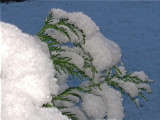 Snow clad conifer