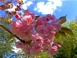 A FLOWERING CHERRY TREE BLOSSOM    1784