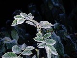 FROSTED ROSE LEAVES