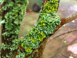 A LICHEN ON SHRUB   719