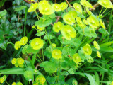 WOODSPURGE