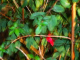 RAINSWEPT FUSCHIA