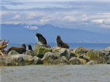 A SEA LIONS   764