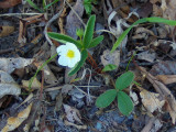 WILD STRAWBERRY PLANT