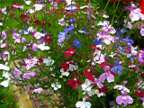 A MIXED LOBELIA    1800